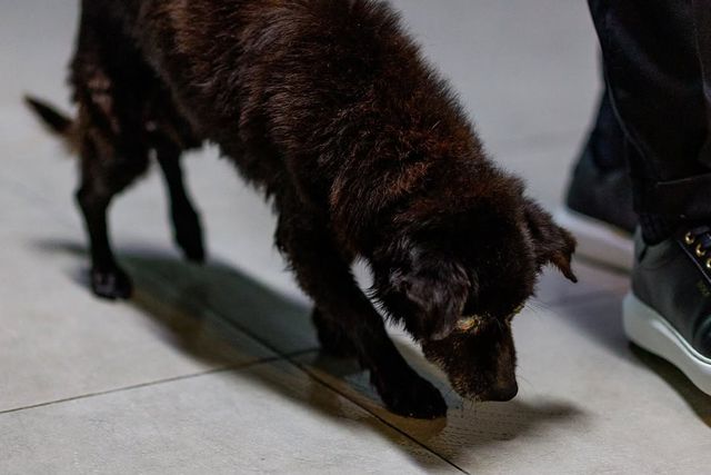 Cão encontrado nas instalações do Arouca foi tratado e já tem novo lar - Foto: Arouca