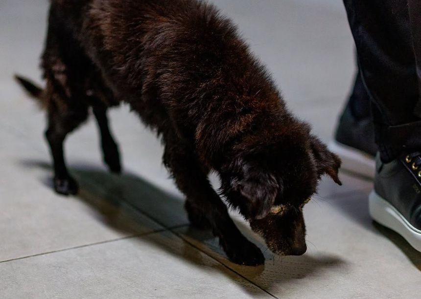 Cão encontrado nas instalações do Arouca foi tratado e já tem novo lar - Foto: Arouca