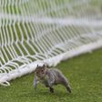 Adeptos e jogadores acharam piada à invasão do esquilo no Hull-Bristol