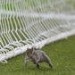 Adeptos e jogadores acharam piada à invasão do esquilo no Hull-Bristol