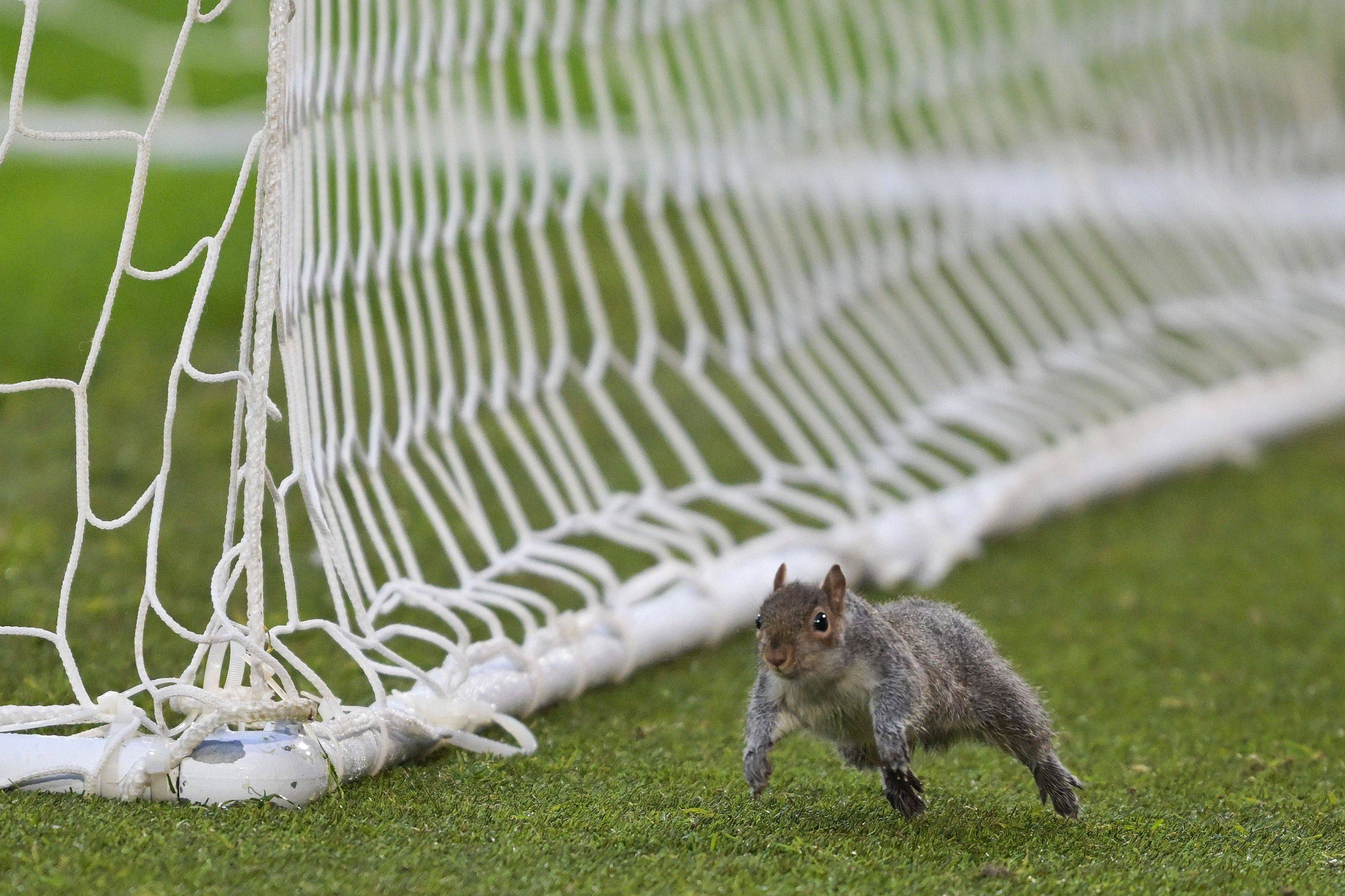 Adeptos e jogadores acharam piada à invasão do esquilo no Hull-Bristol