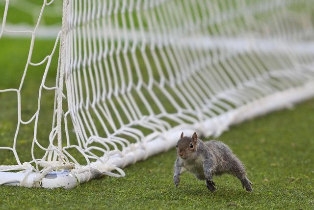 Adeptos e jogadores acharam piada à invasão do esquilo no Hull-Bristol
