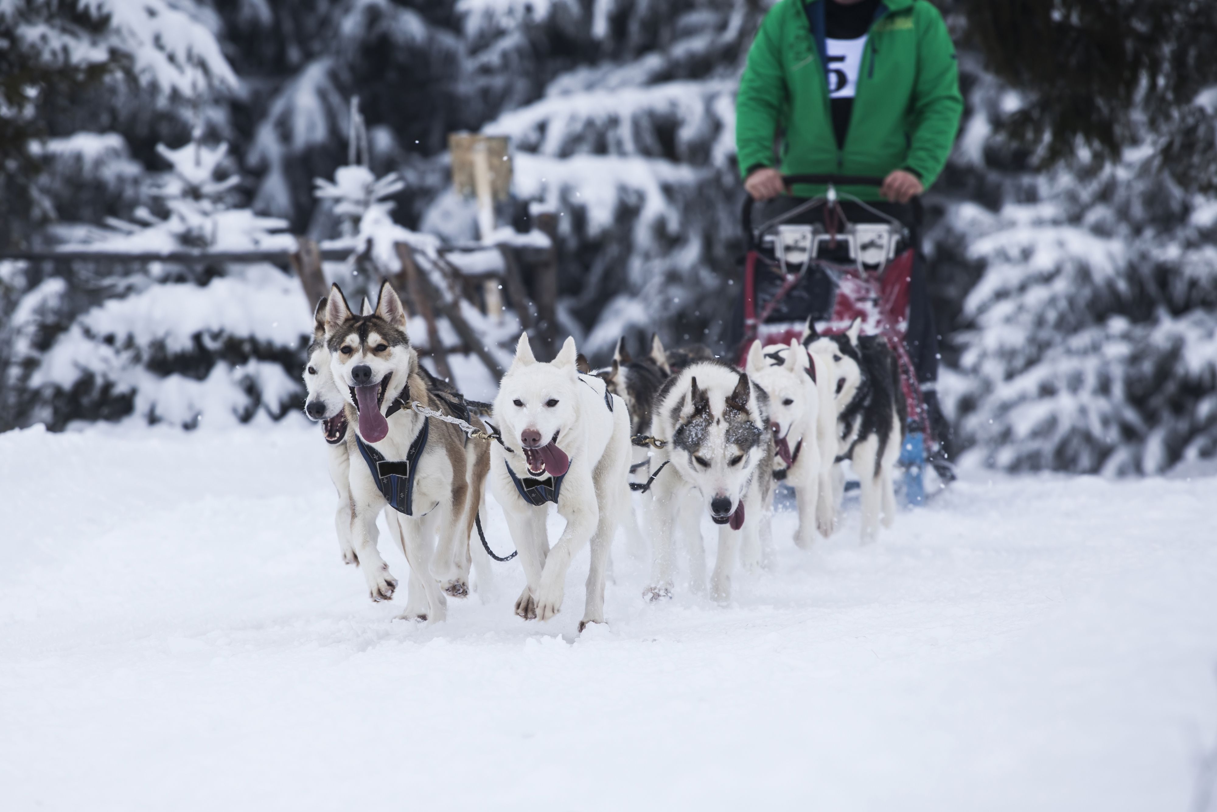 Corrida de trenó puxado por cães - Foto: IMAGO