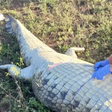Corpo de Gabriel Batista estava no interior do crocodilo - Foto: South African Police Services