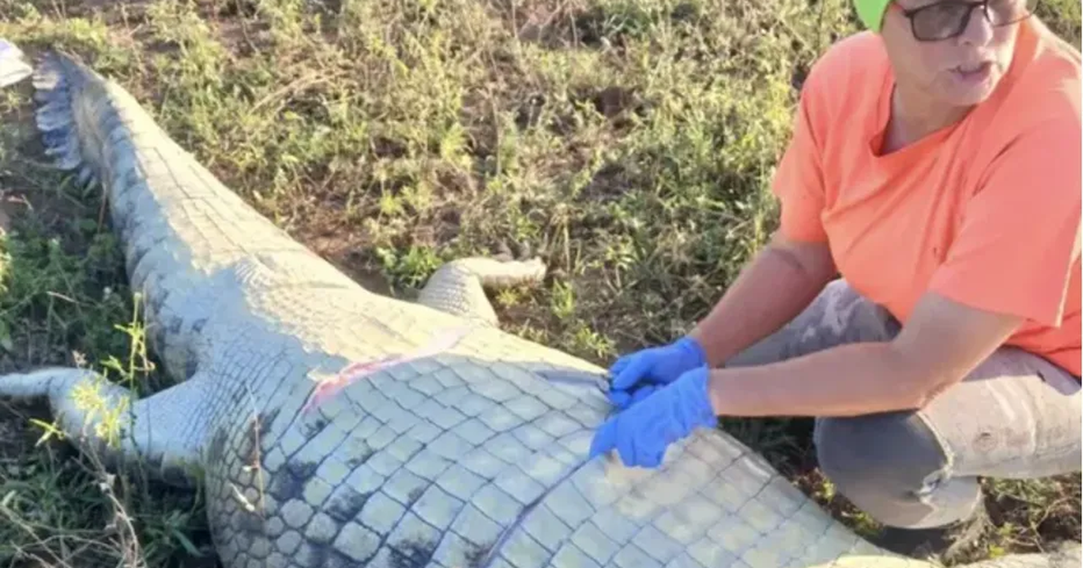 Empresário português encontrado dentro de crocodilo na África do Sul (vídeo)