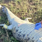 Corpo de Gabriel Batista estava no interior do crocodilo - Foto: South African Police Services