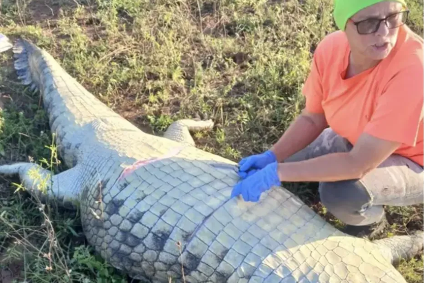 Corpo de Gabriel Batista estava no interior do crocodilo - Foto: South African Police Services