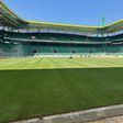 Estádio dos leões tem novo tapete verde