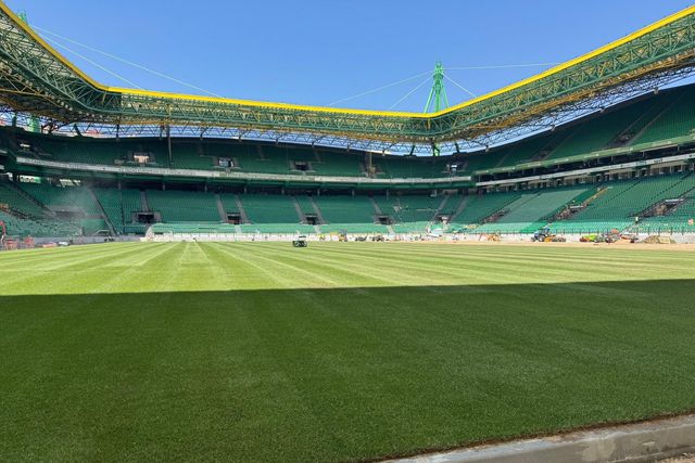 Estádio dos leões tem novo tapete verde