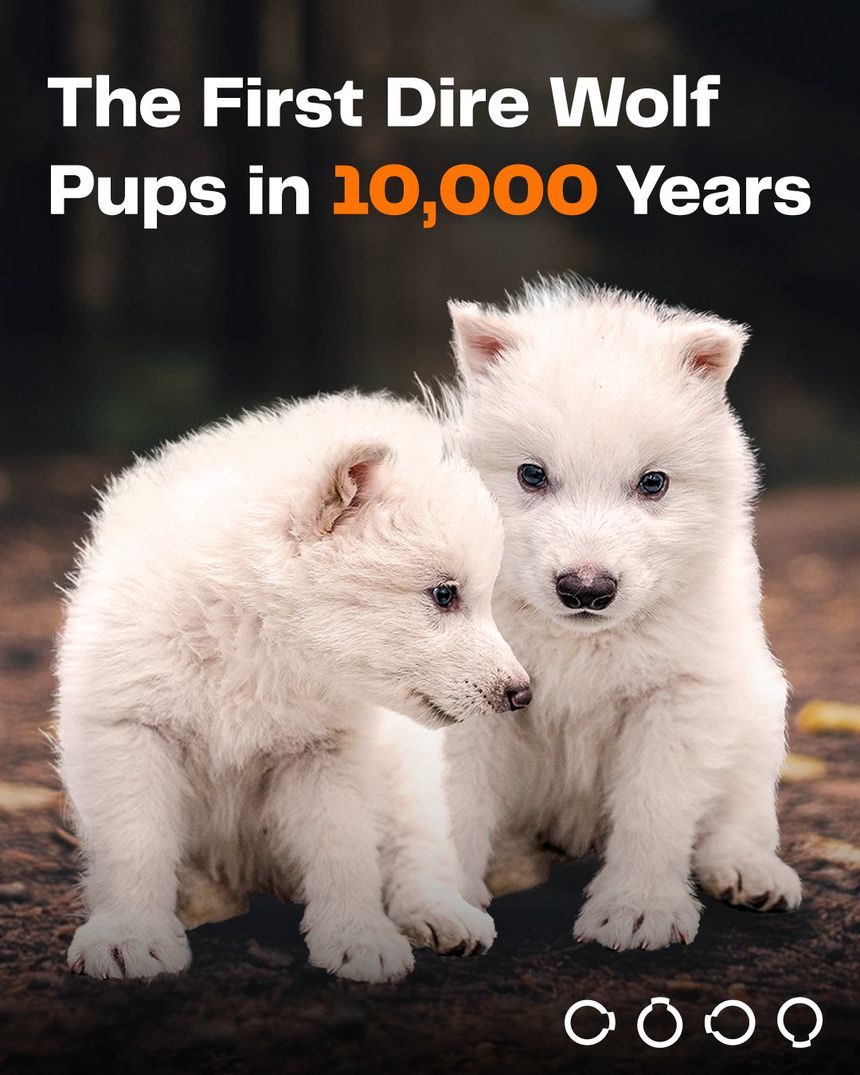 Lobos Rómulo e Remo (X/Colossal Biosciences)