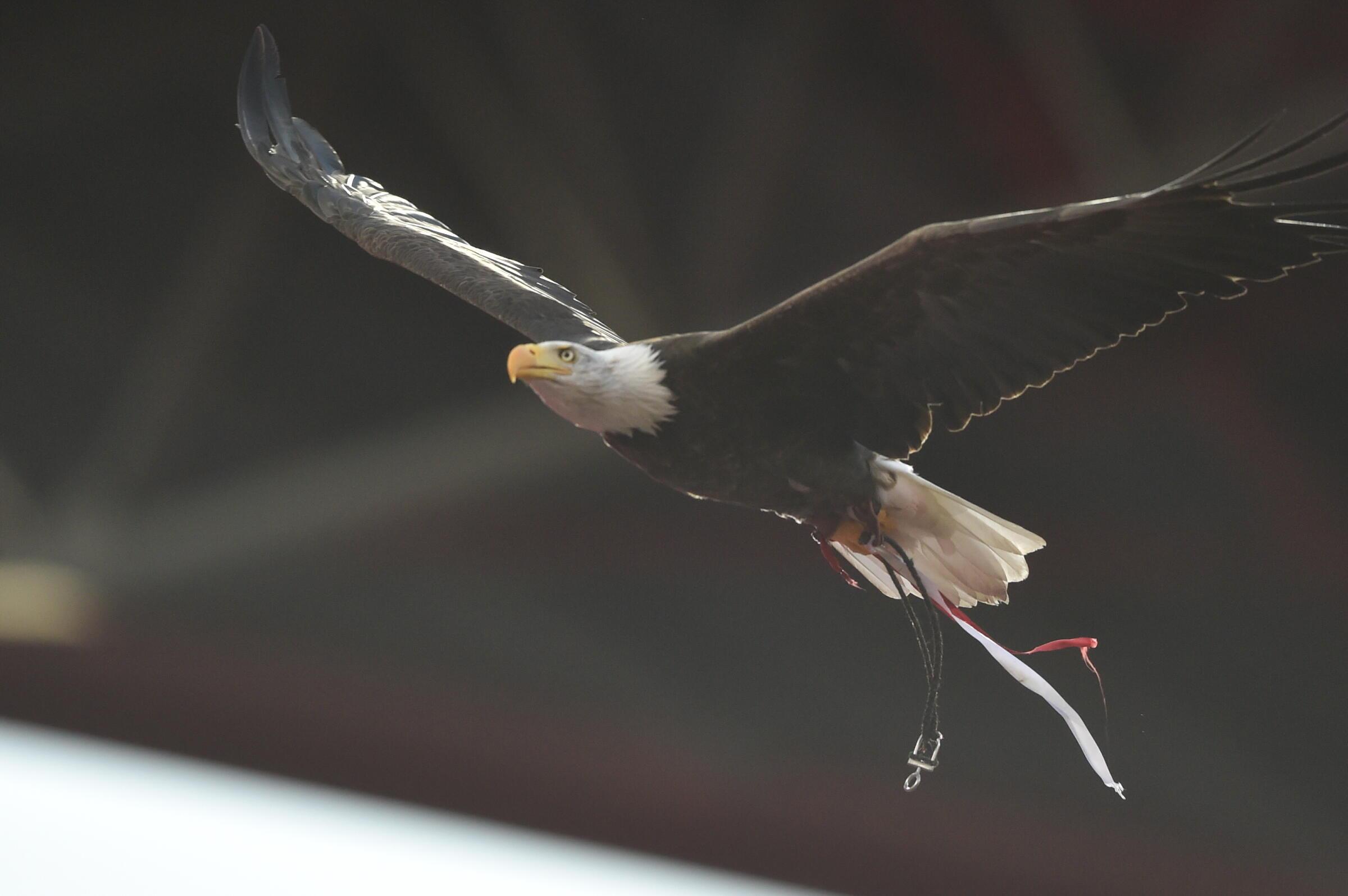 Águia Vitória voou no Benfica-Académico de Viseu (Foto: Miguel Nunes)