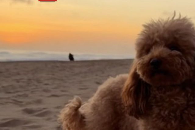 Barcelona: Szczesny perdeu a cadela na praia e lançou SOS