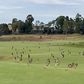 Vídeo: Cangurus invadem campo de golfe na Austrália