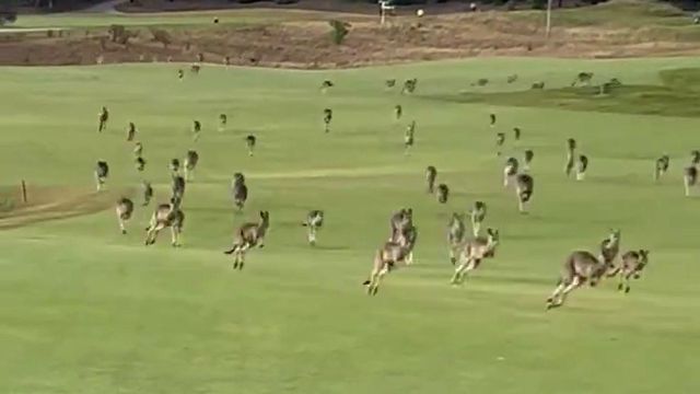 Vídeo: Cangurus invadem campo de golfe na Austrália