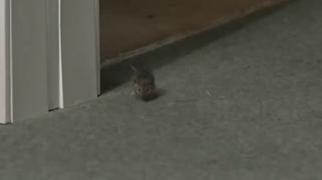 Um intruso na sala de imprensa do Sporting