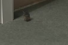 Um intruso na sala de imprensa do Sporting