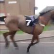 Vídeo: cavalo de corrida 'larga' jóquei e corre à solta por cidade