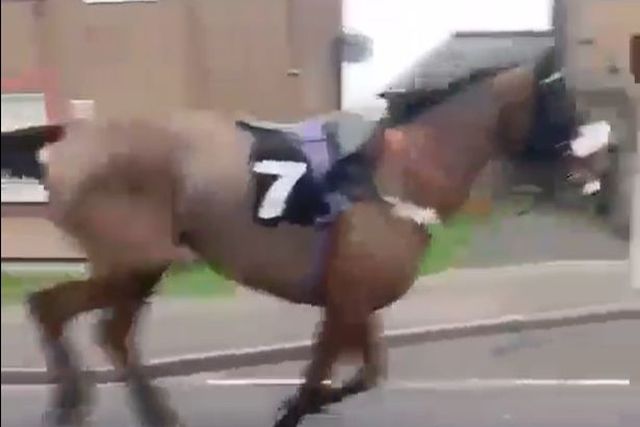 Vídeo: cavalo de corrida 'larga' jóquei e corre à solta por cidade