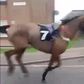 Vídeo: cavalo de corrida 'larga' jóquei e corre à solta por cidade