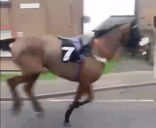 Vídeo: cavalo de corrida 'larga' jóquei e corre à solta por cidade