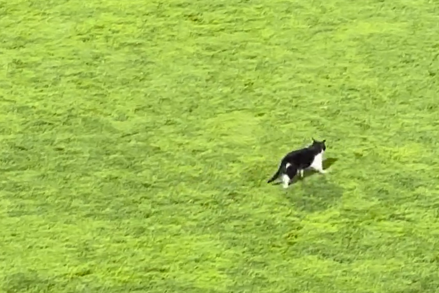 Gato invadiu o relvado na Reboleira