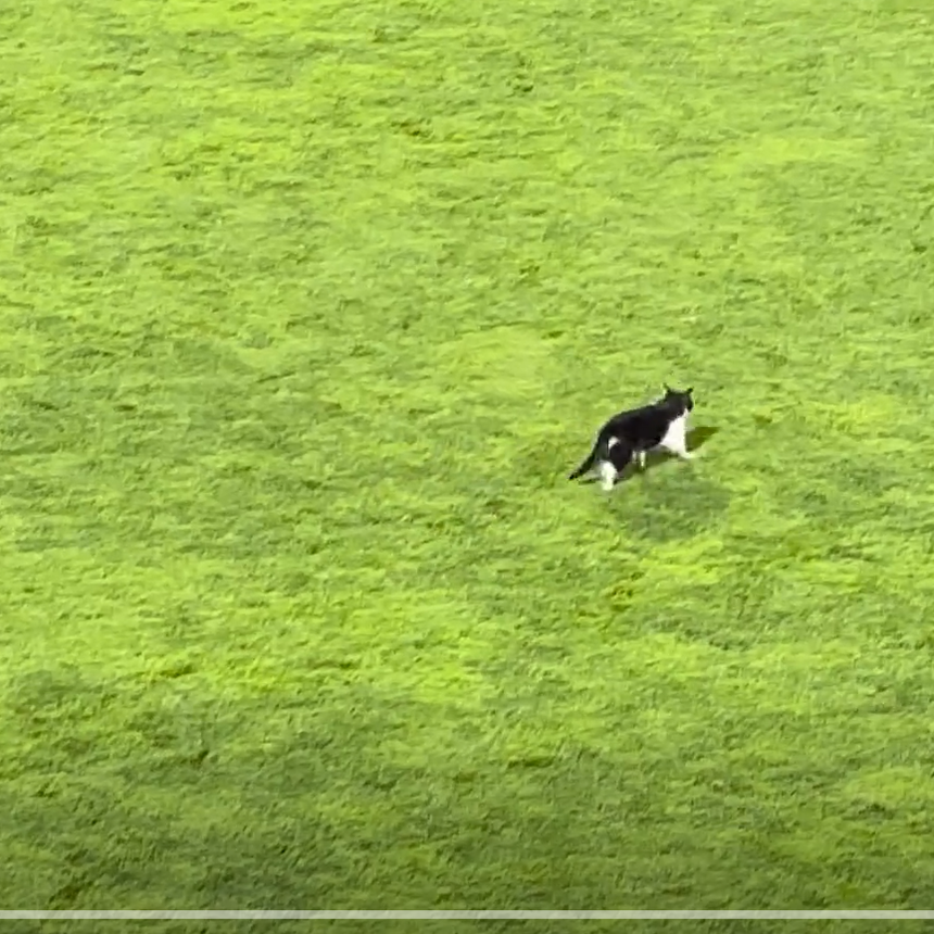 Gato invadiu o relvado na Reboleira