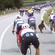 Vídeo: quando a cabra contra-ataca (ou apenas um dia normal no Giro)