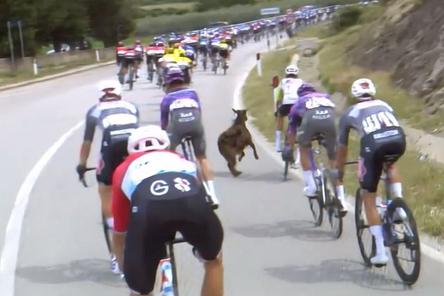 Vídeo: quando a cabra contra-ataca (ou apenas um dia normal no Giro)