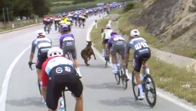 Vídeo: quando a cabra contra-ataca (ou apenas um dia normal no Giro)