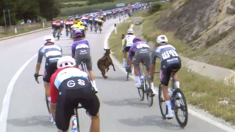 Vídeo: quando a cabra contra-ataca (ou apenas um dia normal no Giro)