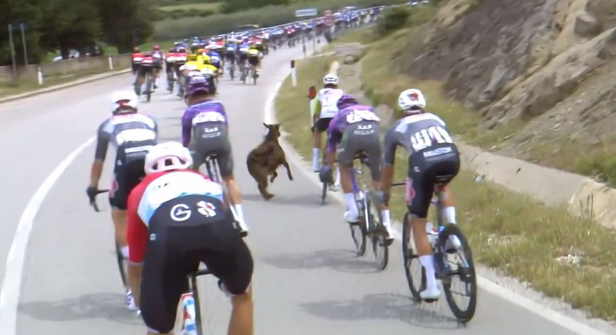 Vídeo: quando a cabra contra-ataca (ou apenas um dia normal no Giro)