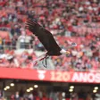 Voo da águia no Estádio da Luz - Foto SL Benfica