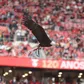 Voo da águia no Estádio da Luz - Foto SL Benfica