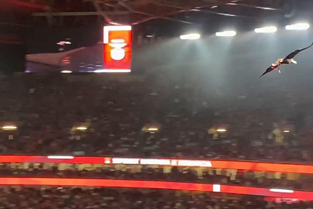 Águia Vitória desorientada na Luz