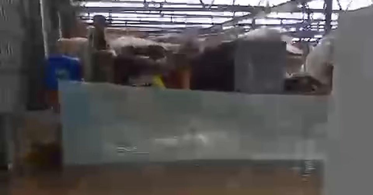 CAR de Montemor-o-Velho desvastado a poucos meses dos Europeus de canoagem