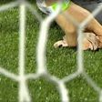 Caíram cabeças de galinha no relvado durante o Corinthians-Palmeiras 