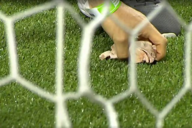 Caíram cabeças de galinha no relvado durante o Corinthians-Palmeiras 