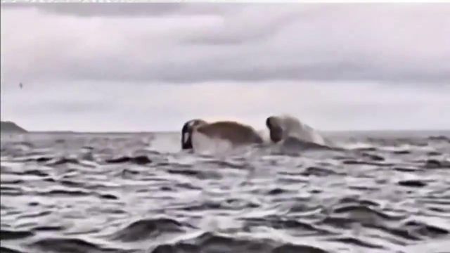 Canoísta 'engolido' por baleia