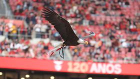 Americanos detêm mais de 5% da SAD do Benfica