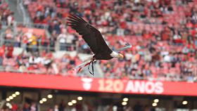 Americanos detêm mais de 5% da SAD do Benfica