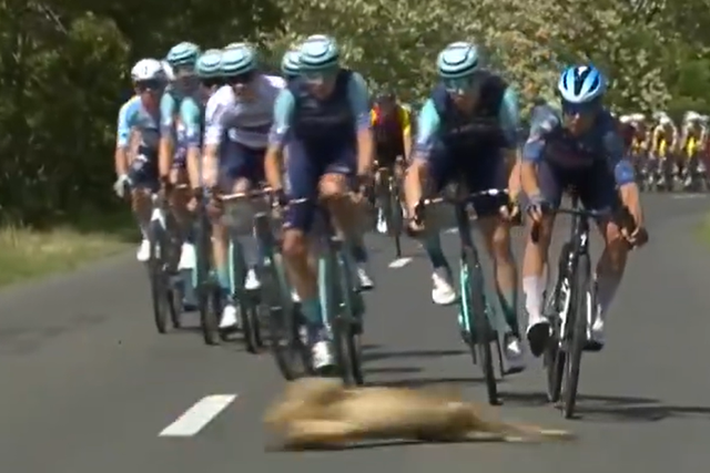 Que susto! ‘Bambi’ escapa a atropelamento na Volta à Hungria (vídeo)