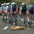 Que susto! ‘Bambi’ escapa a atropelamento na Volta à Hungria (vídeo)
