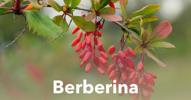 Ramo com bagas vermelhas e folhas verdes da planta Bérberis, uma das fontes da berberina.