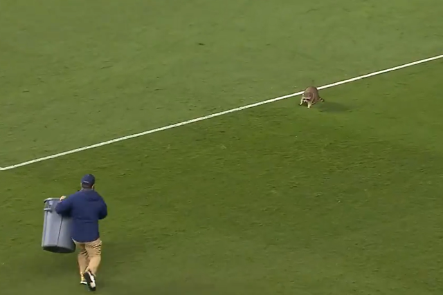 Insólito: jogo da MLS interrompido após… guaxinim invadir relvado (vídeo)