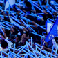 Toda a festa do FC Porto: campeões chegam à Ribeira!