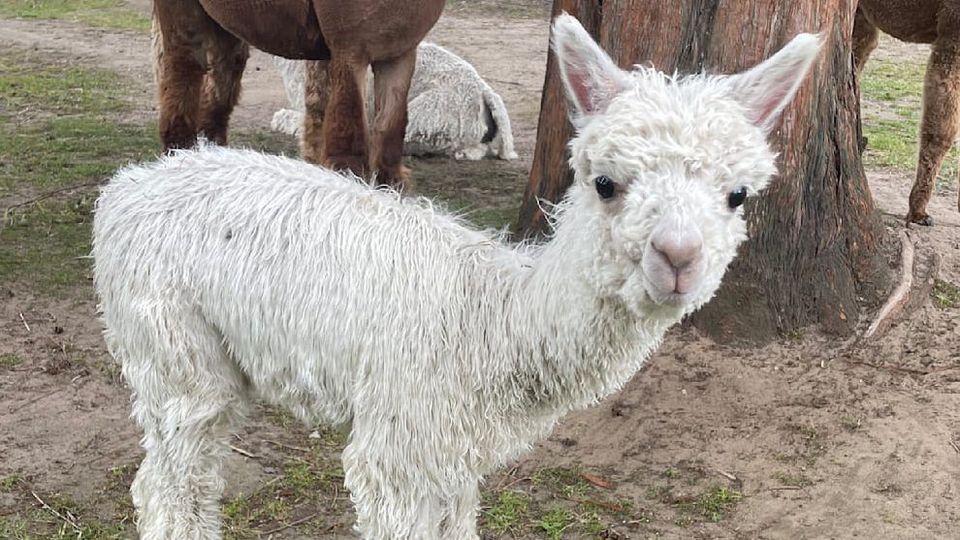 Uma alpaca chamada... ‘Ronaldo CR7’