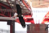 Foto SL Benfica