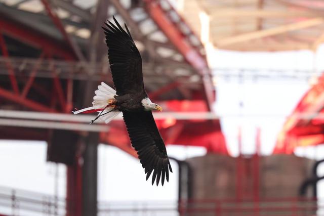 Foto SL Benfica