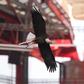 Foto SL Benfica