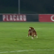 Momento caricato: cão invade relvado e interrompe Arouca-Gil Vicente